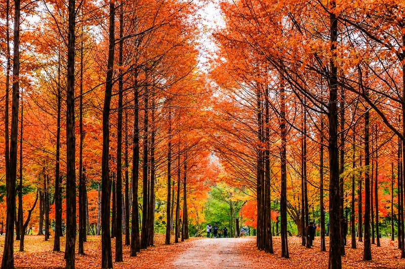 Nami Island
