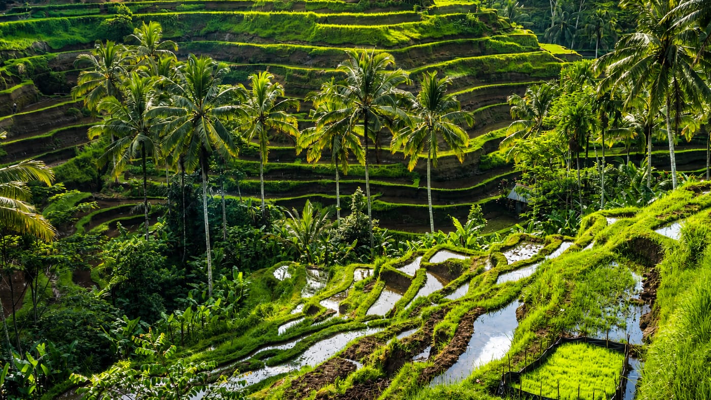 Ubud Rice Terraces