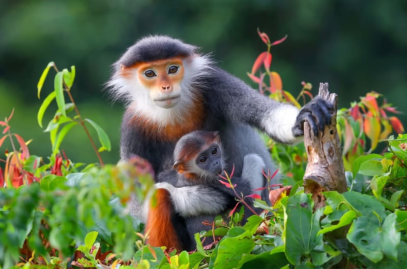 Monkey Garden