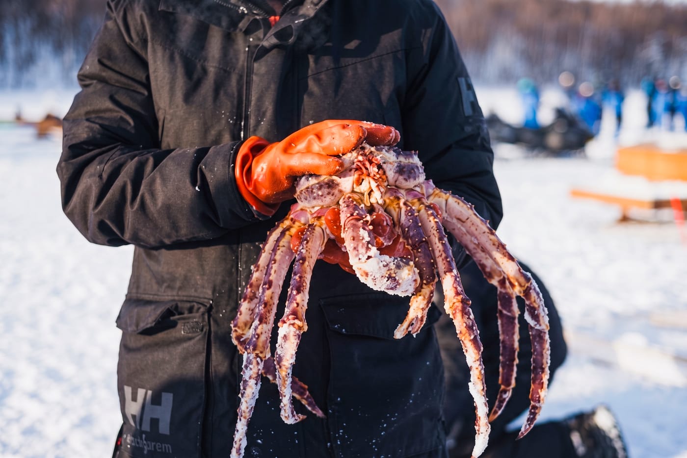 King Crab Safari