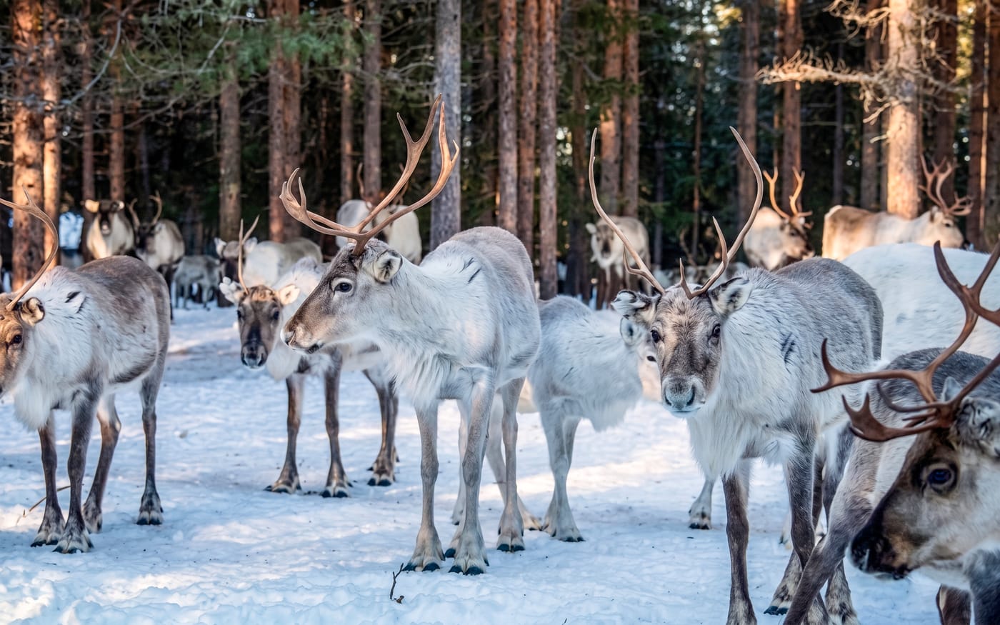 Reindeer Farm