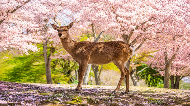 Nara Deer Park