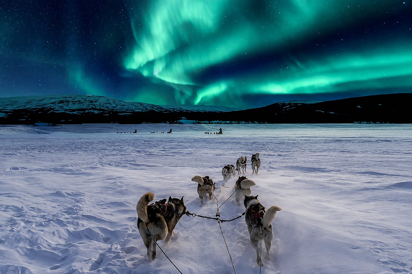 Husky Safari