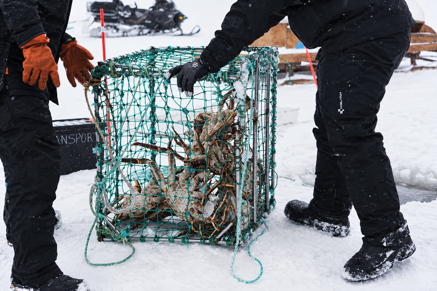 King Crab Safari