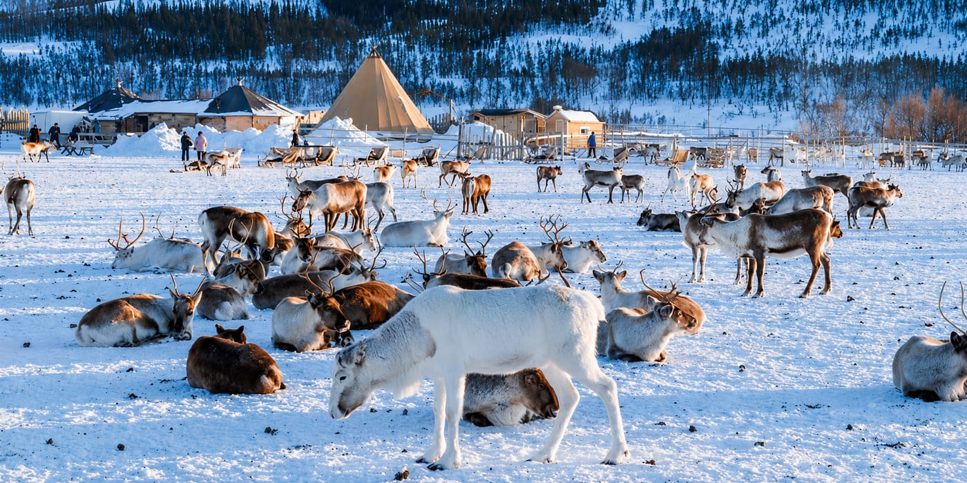 Reindeer Farm