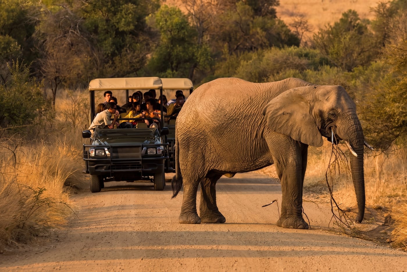 Pilanesberg National Park