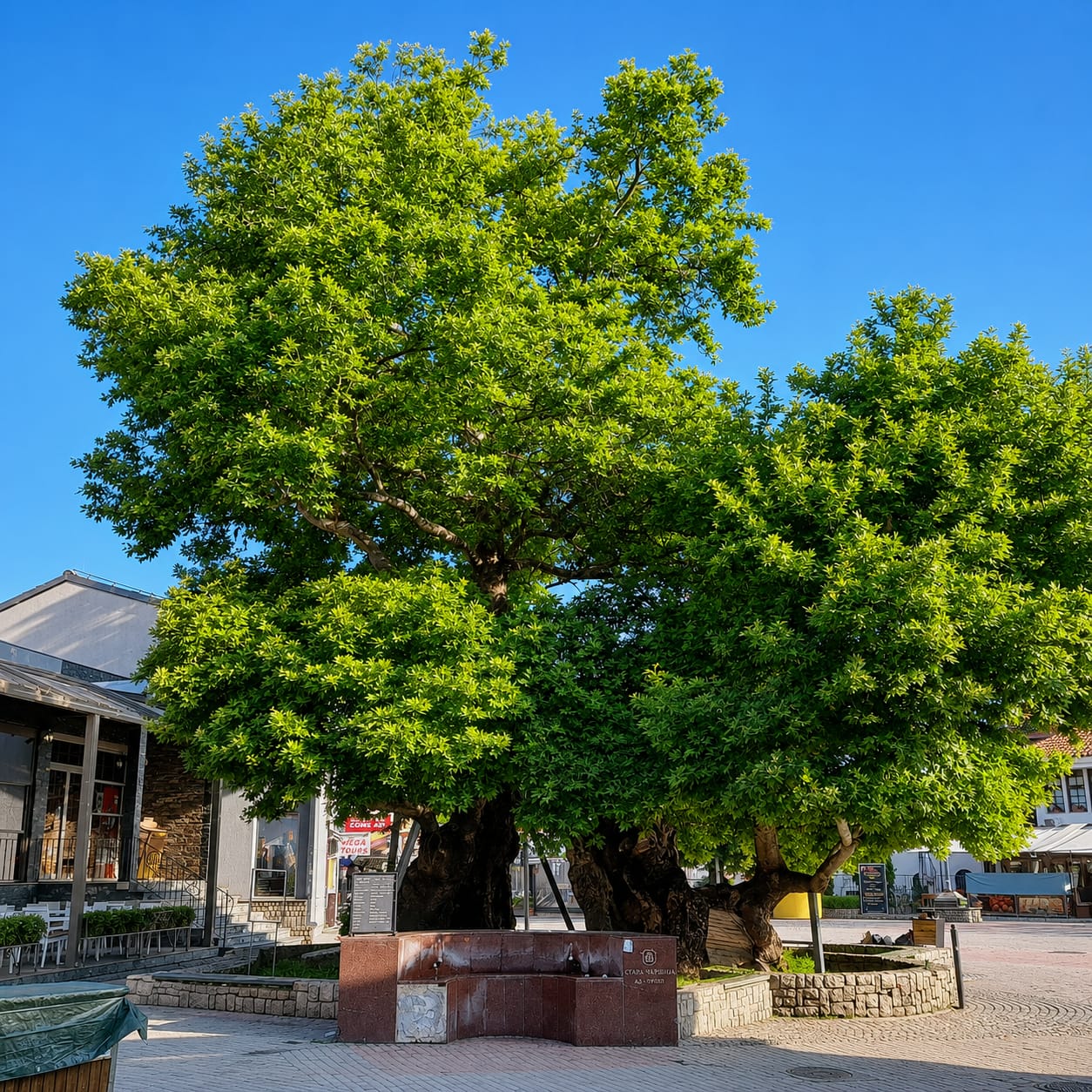 Old Chinar Tree