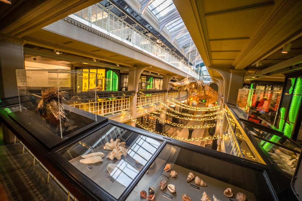 Manchester Museum