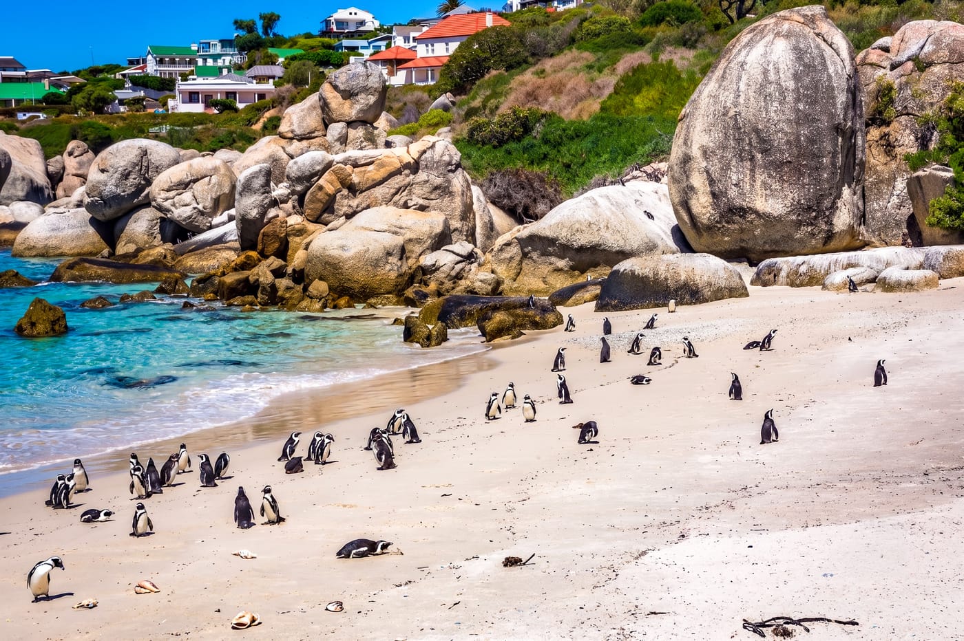 Boulders Beach and Foxy Beach (Penguin Colony)