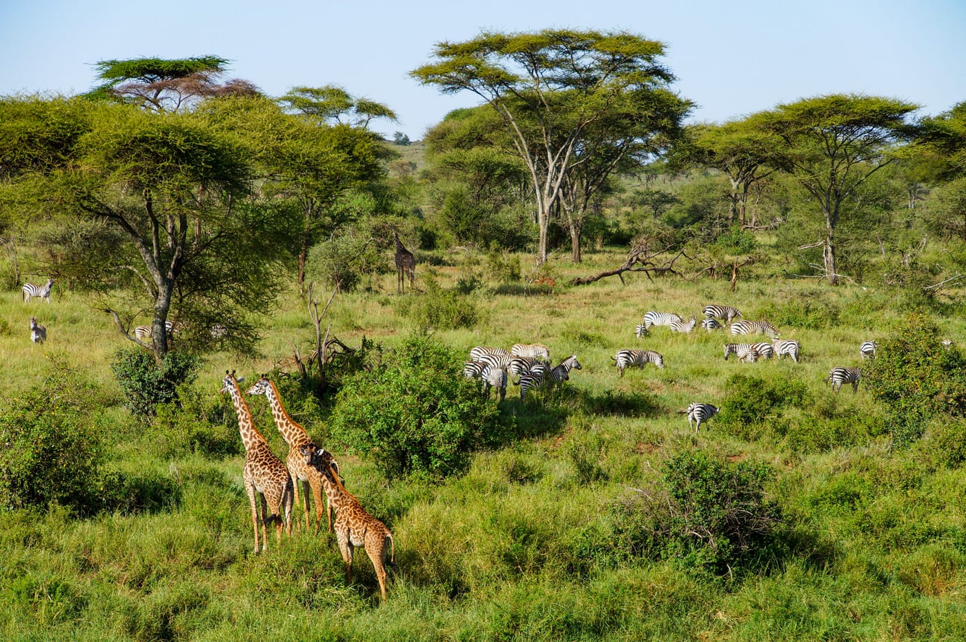 Ukutula Conservancy (predators, antelope, giraffes, zebras & more)