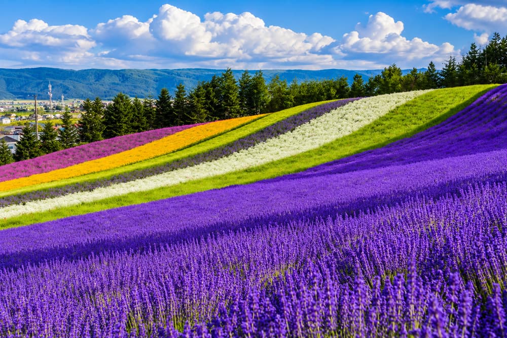 Hokkaido (Lavender Festival)